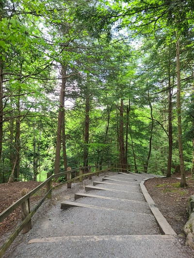 白天绿色树木之间的灰色混凝土通道